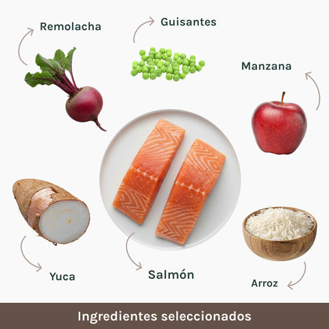 Monoproteico | Pienso Perros Salmon & Rice | NF